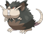 Raticate-alola