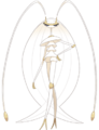 Pheromosa